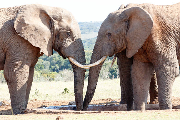 istock Tusks in V - African Bush Elephant 617369902