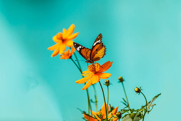 istock Closeup butterfly on flower (Common tiger butterfly) 617369936