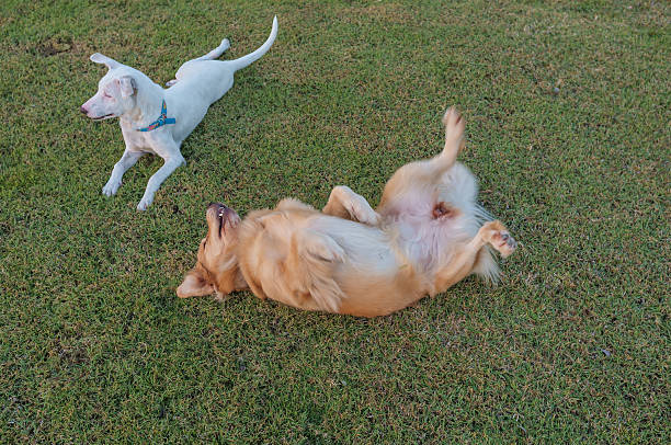 istock Golden Retriever Scratching in the Field 617370318