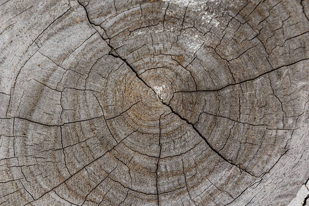 istock texture of bark wood use as natural background 617371430