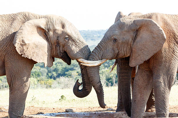 istock Move i need water - African Bush Elephant 617372660