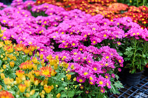 istock Colorful Zinnia Flower 617374538
