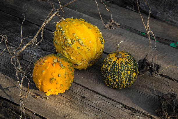 istock still life with autumn pumpkins on an old wooden table 617374828