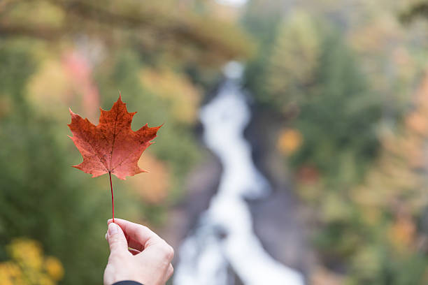 mano umana che tiene la foglia d'acero rosso in natura - japanese maple leaf water japan foto e immagini stock