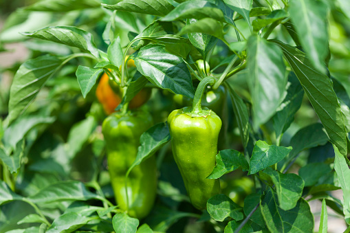 Unripe peppers