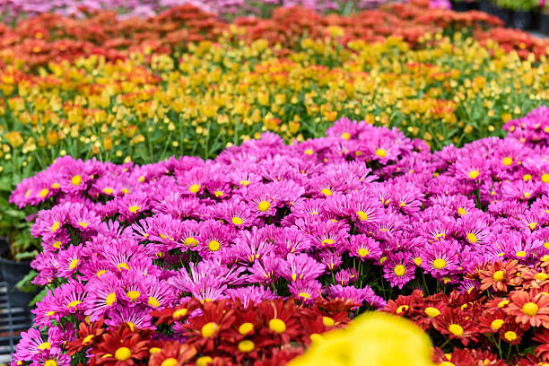 istock Colorful Zinnia Flower 617377090