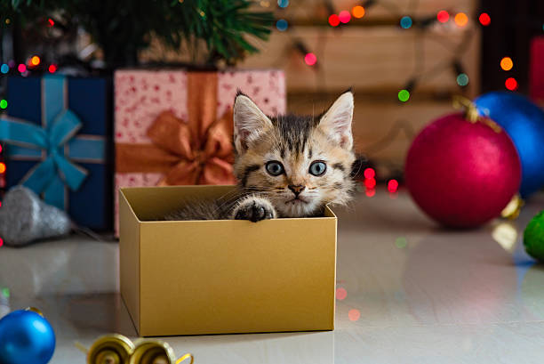 istock Cute kitten in christmas. 617378164