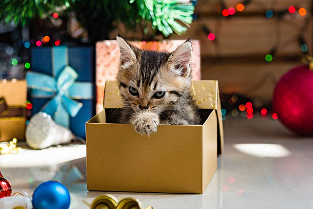 istock Cute kitten in christmas. 617378328
