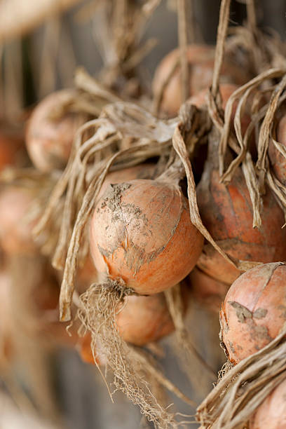 istock Bunches of onions 617378958