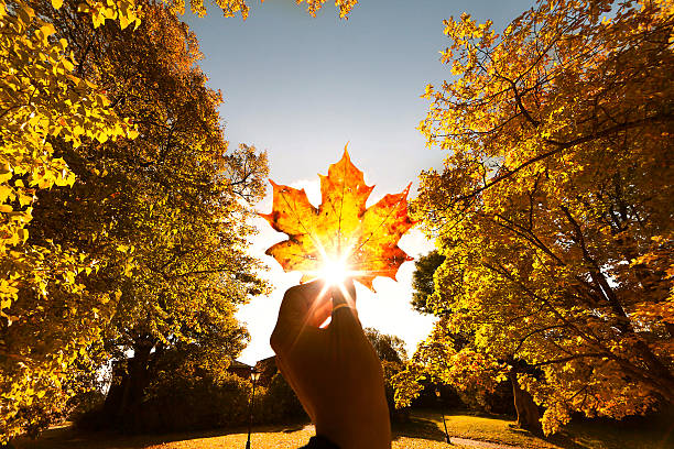 feuille d'automne dans la main - leaves changing photos et images de collection