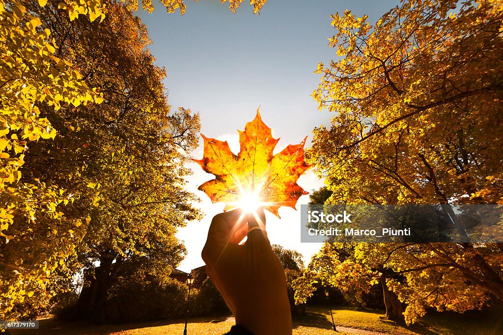 Autumn leaf in hand September Stock Photo