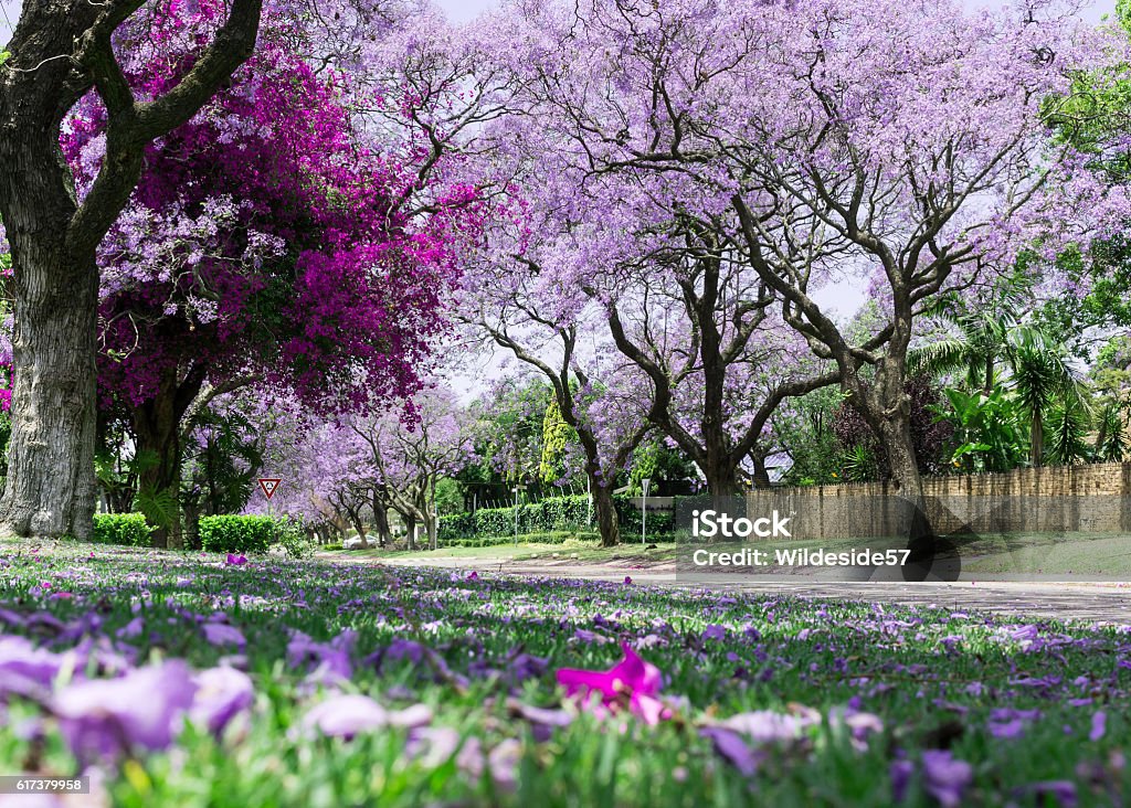 Jacaranda trees with bougainvillea Low angle view of Jacaranda trees with bougainvillea with soft focus flowers lying on grass in the foreground Pretoria Stock Photo