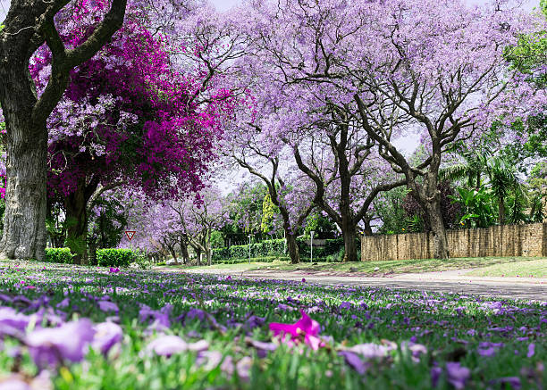 Jacaranda trees with bougainvillea Low angle view of Jacaranda trees with bougainvillea with soft focus flowers lying on grass in the foreground pretoria stock pictures, royalty-free photos & images