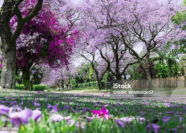 Jacaranda Trees With Bougainvillea Stock Photo - Download Image Now - Pretoria, Jacaranda Tree, Africa