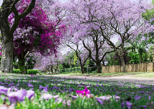 jacaranda trees with bougainvillea - pretoria imagens e fotografias de stock