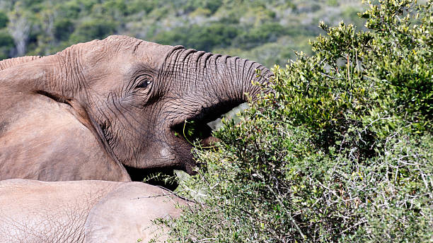 istock Eating Grass The African Bush Elephant 617380574