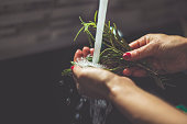 Woman rinsing rosemary in the kitchen