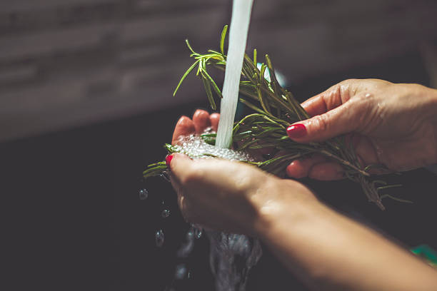 woman rinsing rosemary in the kitchen - rosemary food herb cooking imagens e fotografias de stock
