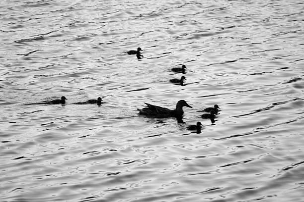 istock Duck family in Central Park 617381574