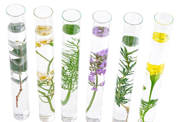istock herbal medicine researchPants in test tubes 617381872