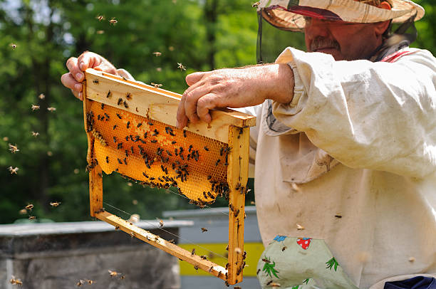 istock Beekeeper holding frame of honeycomb with bees 617382188