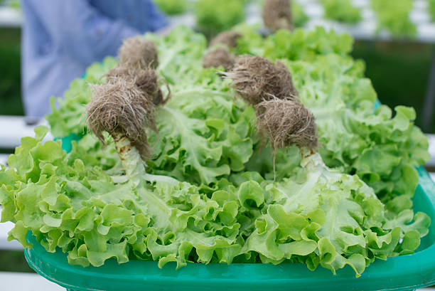 istock Hydroponic vegetables growing in greenhouse, non toxi 617382836