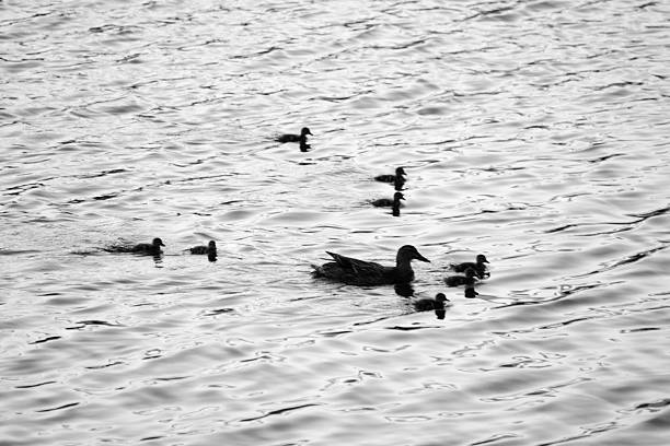istock Duck family in Central Park 617383150