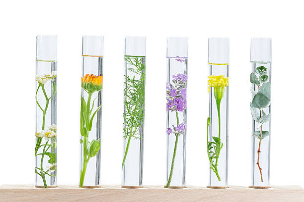 istock herbal medicine researchPants in test tubes 617384480
