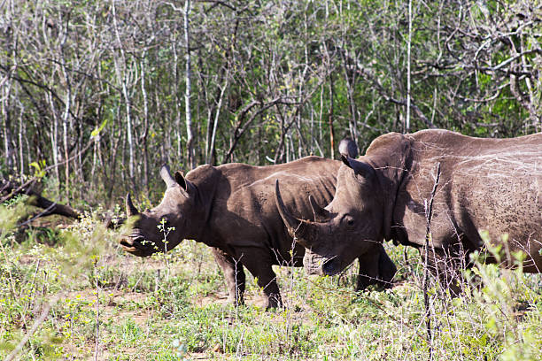 istock Baby Rhino and Mom 617385230