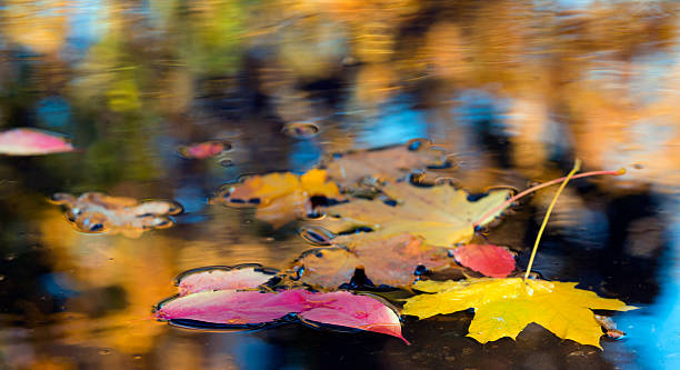 istock Maple and Birch Tree Leaves in rainy puddle 617385762