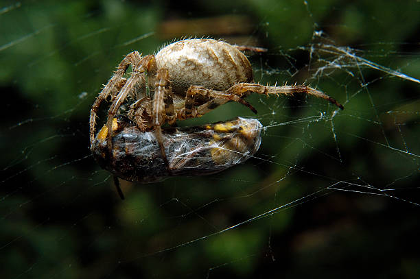 istock Big cross spider is wrapping a hornet 617385800