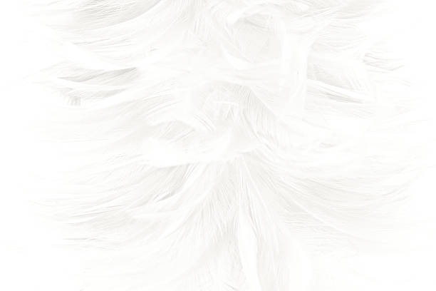 istock Black and white vintage color trends chicken feather texture background 617385954