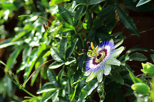 istock Beautiful Passion flower 617386118