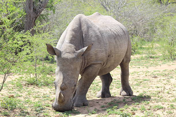 istock Male White Rhino 617386138