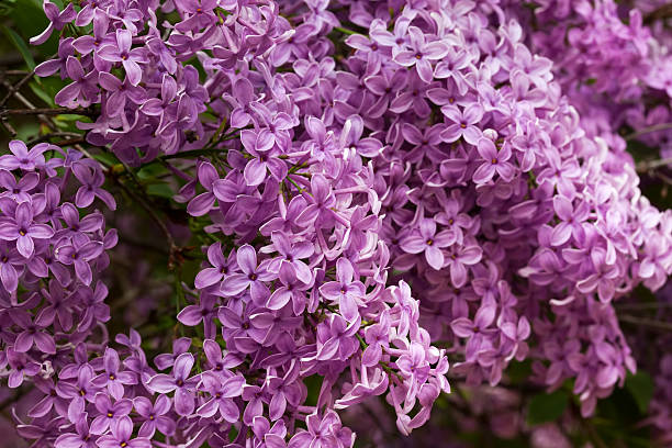 flor de seringa - lilac bush nature flower bed - fotografias e filmes do acervo