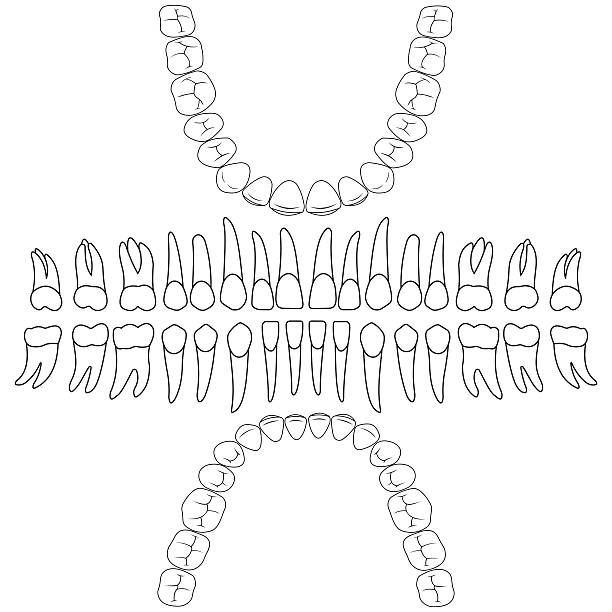 zahnformel zähne - laboratory dentures dental hygiene human teeth stock-grafiken, -clipart, -cartoons und -symbole