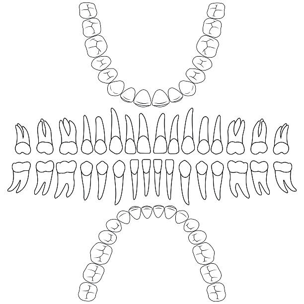 Dientes Humanos Anatomia Vectores Libres de Derechos - iStock