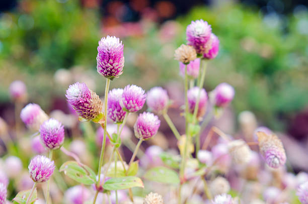 istock Globe Amaranth Flower with selective focus and blurred backgroun 617388824
