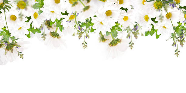 Beautiful daisies and butterfly stock photo