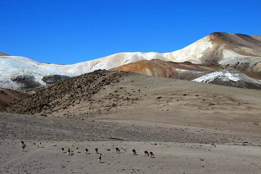 Vicunas in moon valley of the andean mountains Peru