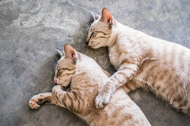istock Two cat kitten brethren sleeping hug embrace 617392728