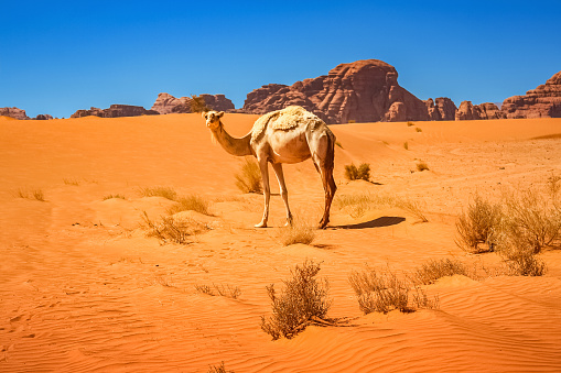 Photo of a dromedary camel in the Wadi Rum desert in Jordan, Middle East.