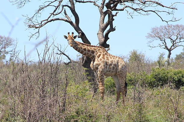 istock Giraffe in african landscape 617393368