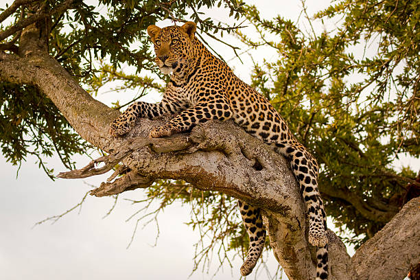 istock Magnificent female leopard lying on branch 617393836