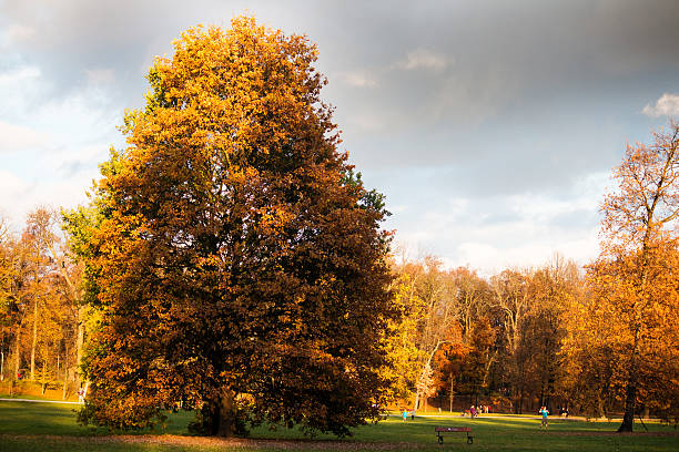 istock big tree in the park with gold leaves 617394494