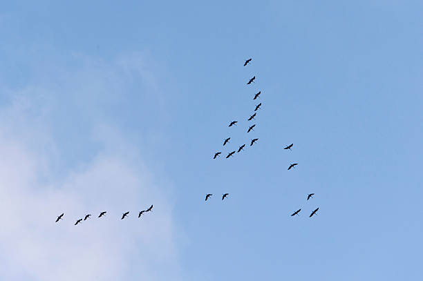 istock Flight of the Common Crane 617396492