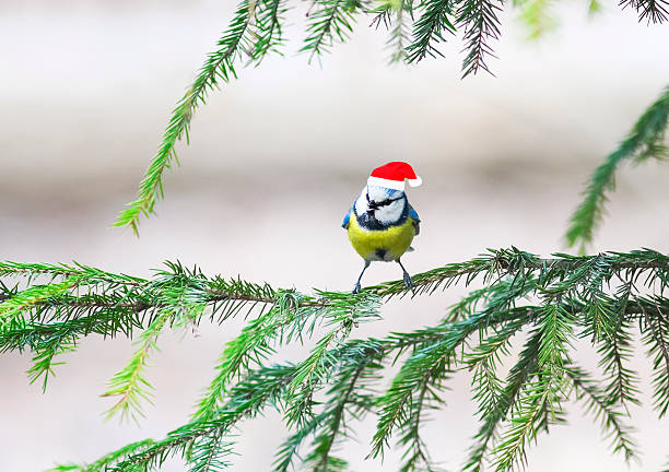 istock bird  in a Christmas cap sits on green tree 617396498