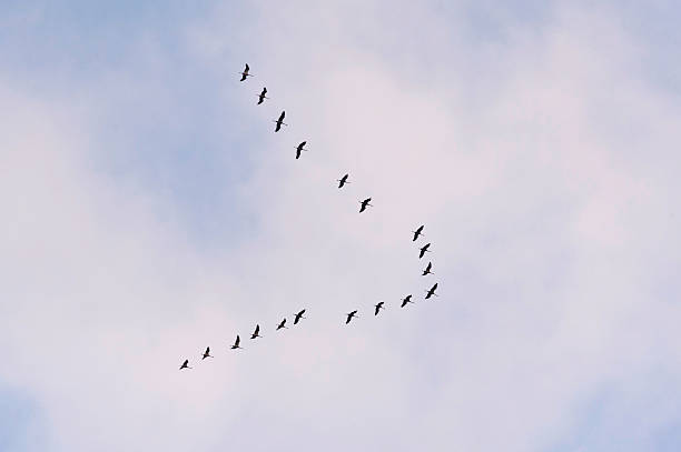 istock Flight of the Common Crane 617396566