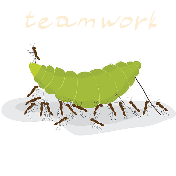 ilustrações, clipart, desenhos animados e ícones de trabalho em equipe  - caterpillar white isolated white background