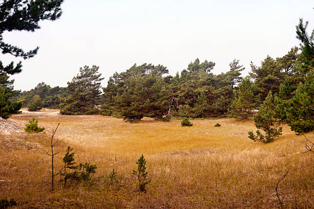 istock In the Forest of Darss in Germany 617397114
